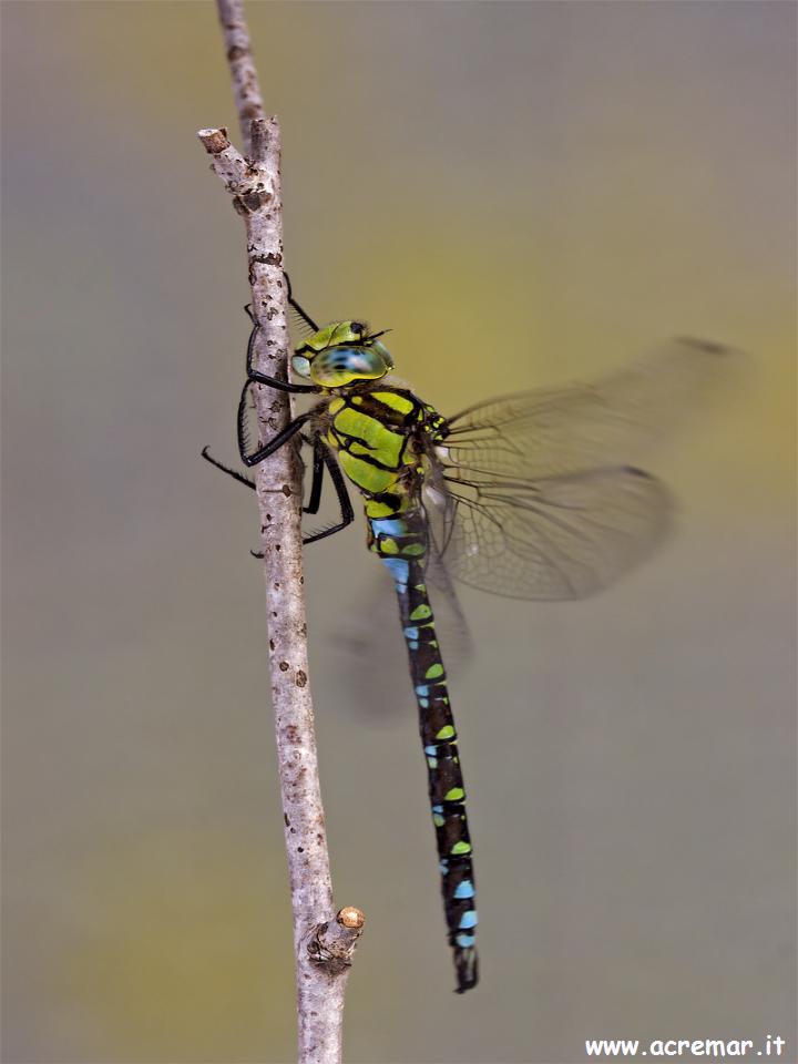 Aeshna cyanea - maschio